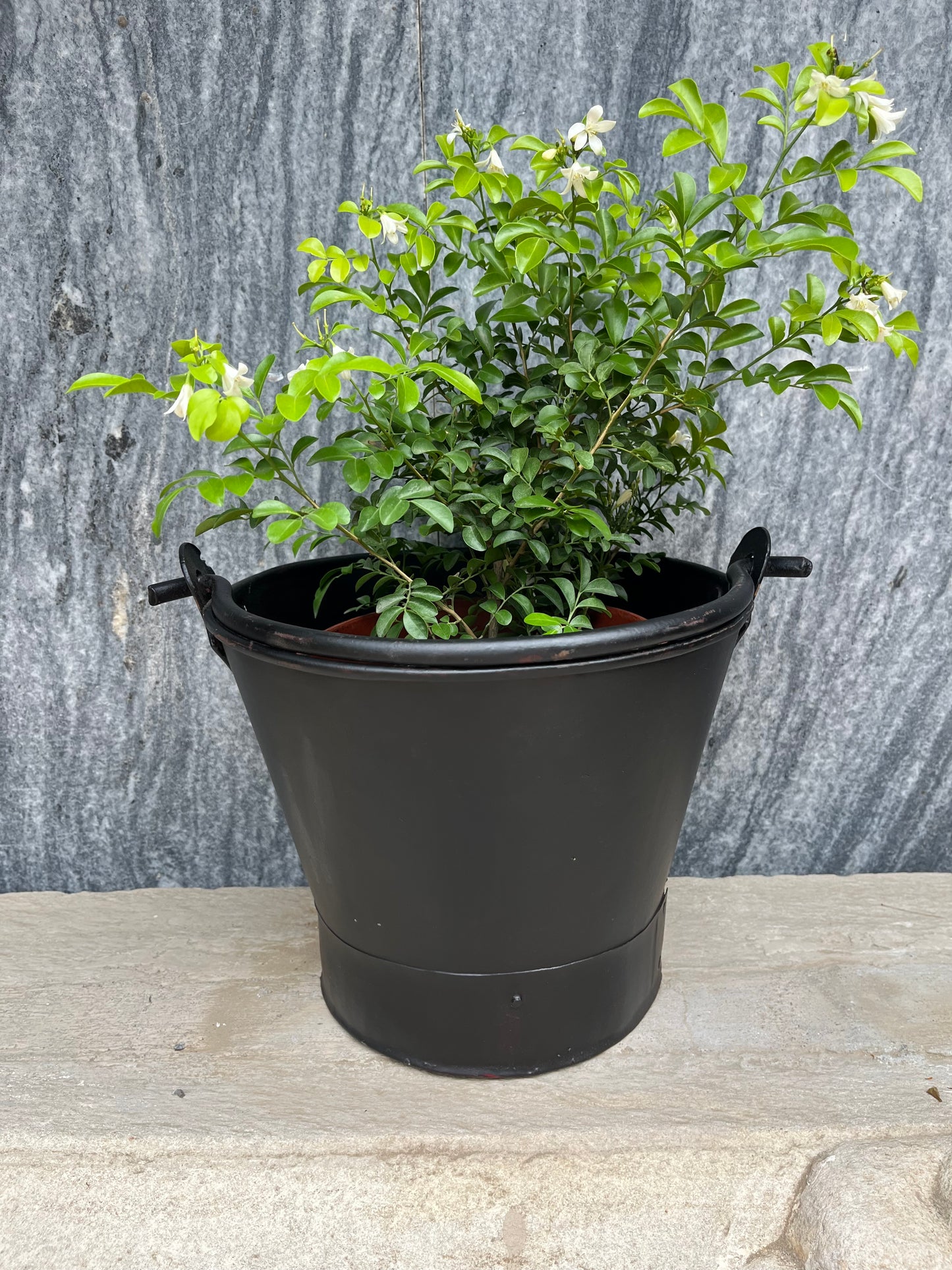 Iron Old Bucket Planter