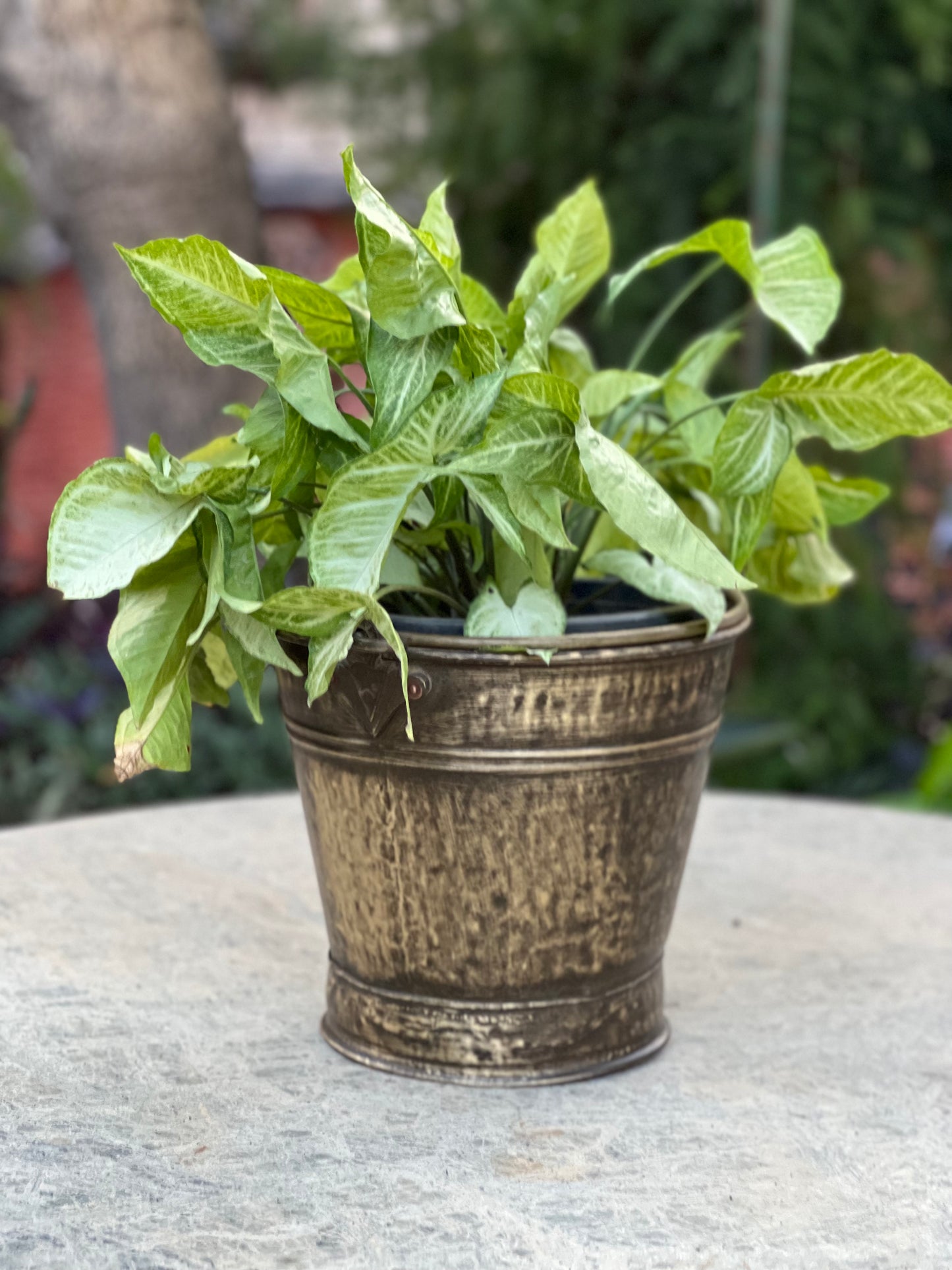 Old Brass Balti Planter