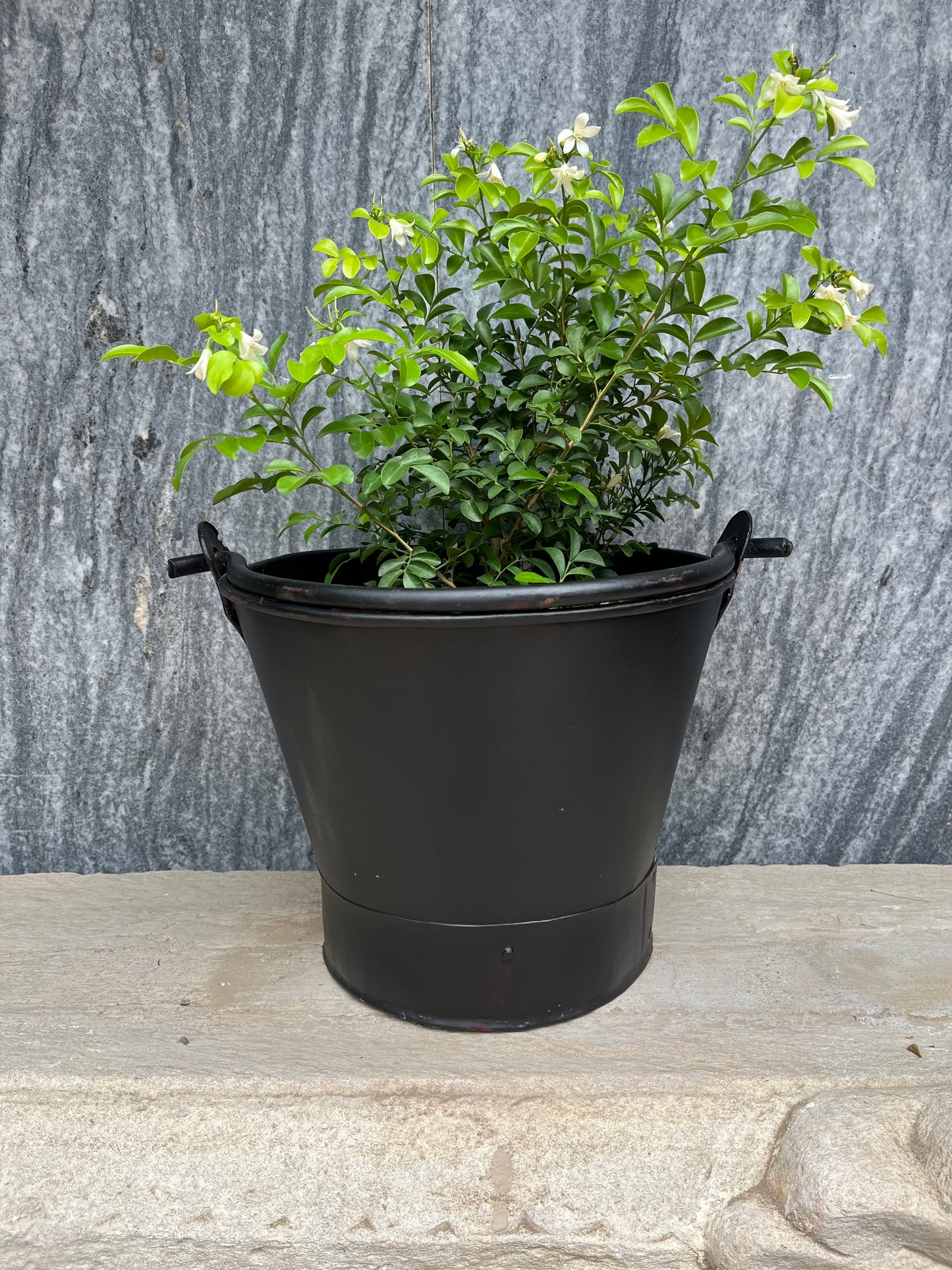 Iron Old Bucket Planter