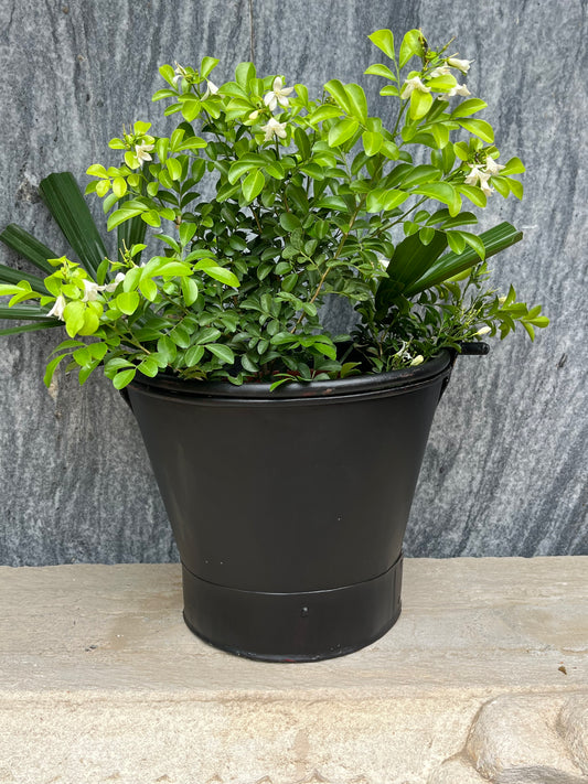 Iron Old Balti Planter