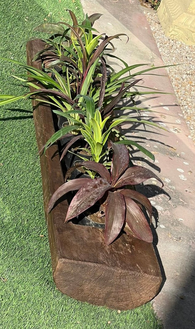 Naga Planter