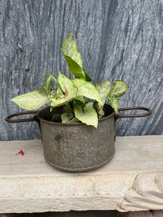 Iron Flower Planter