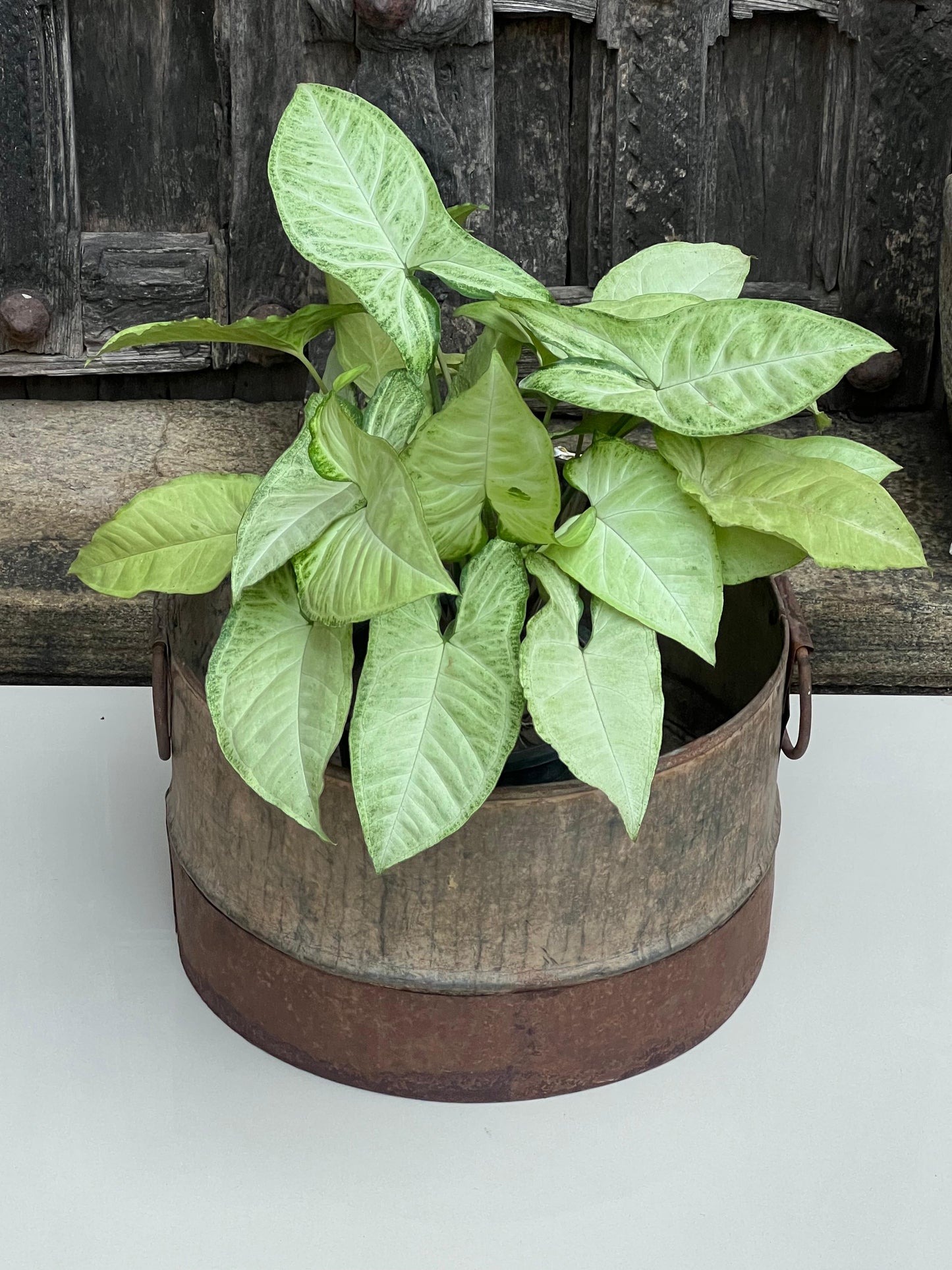 Iron Round Flower Planter ￼
