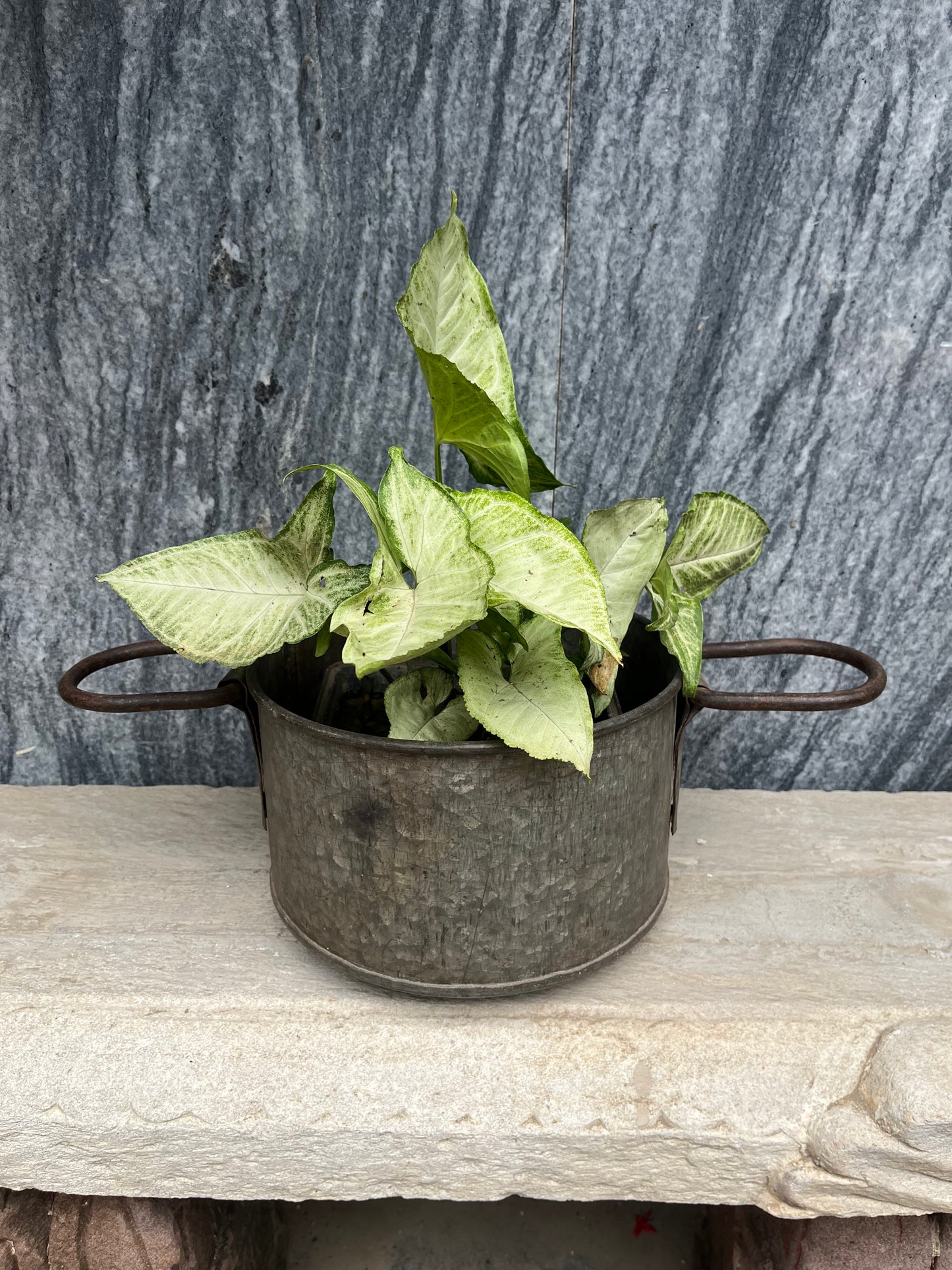 Iron Flower Planter