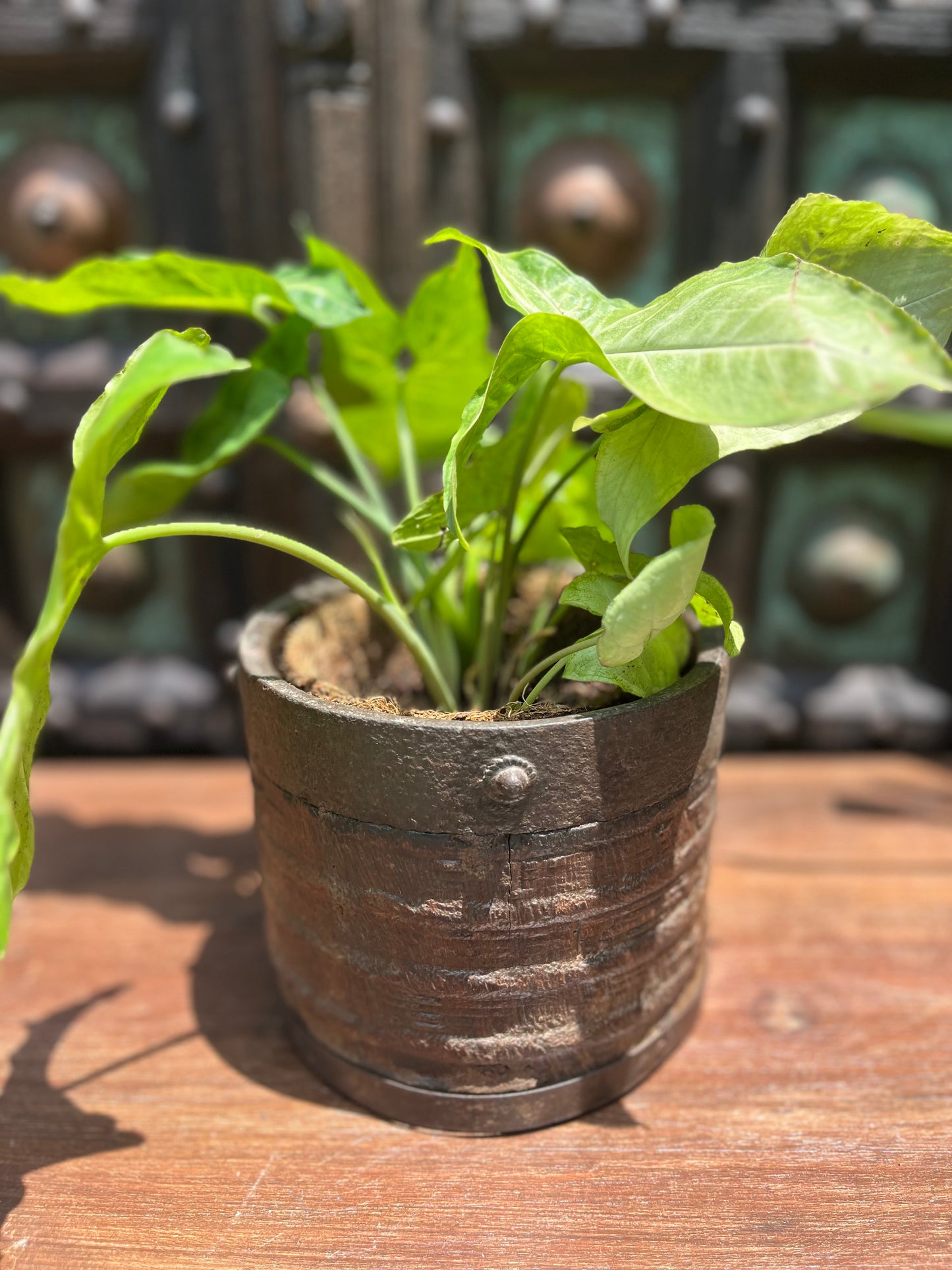 Vintage wooden Rice Measurment Planter