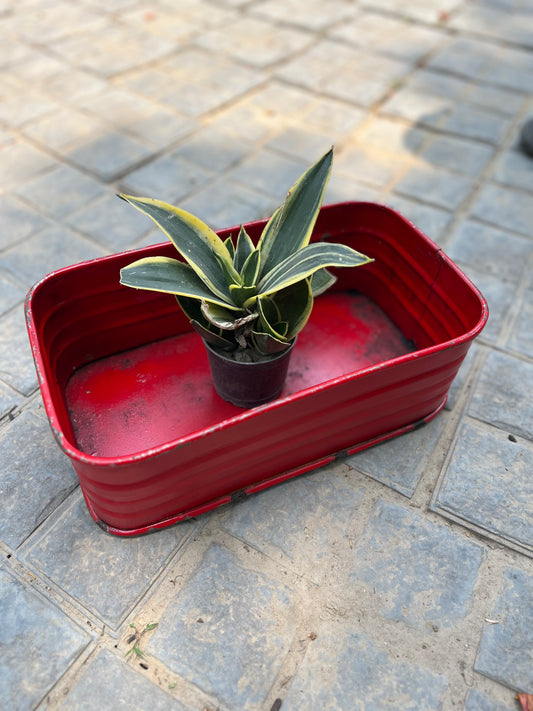 Iron Old Flower Planter